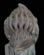 Wide, Enrolled Flexicalymene Trilobite - Ohio #61009-3